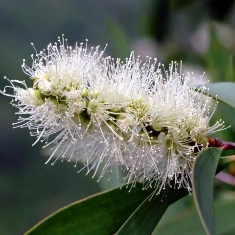 thumbnail for publication: Melaleuca quinquenervia, Melaleuca